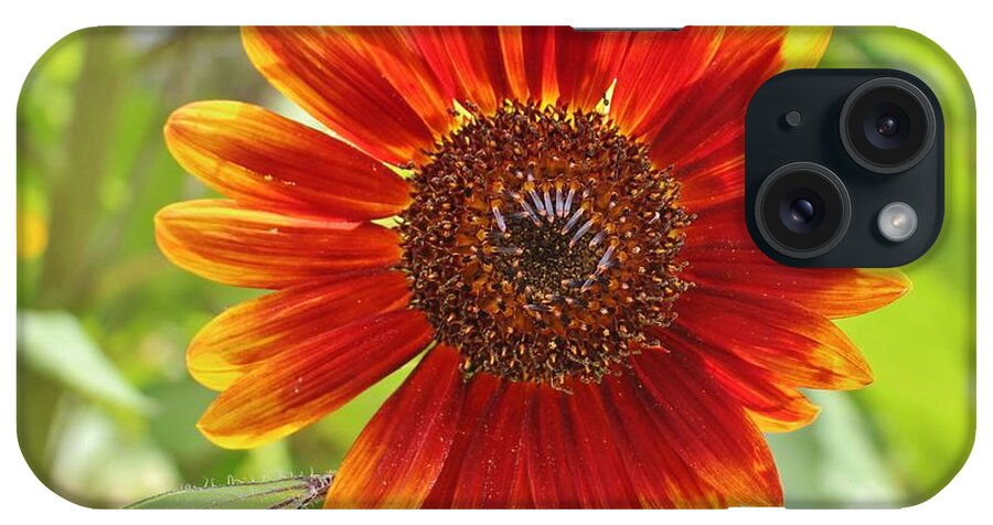 Sunflower iPhone Case featuring the photograph Firecracker Flower by Cynthia Guinn