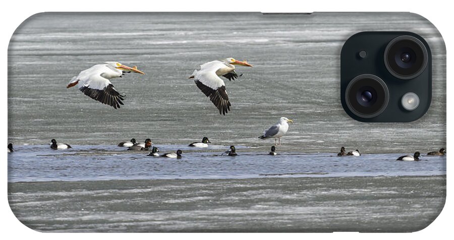 Flying White Pelicans iPhone Case featuring the photograph First Arrivals 2014-1 by Thomas Young