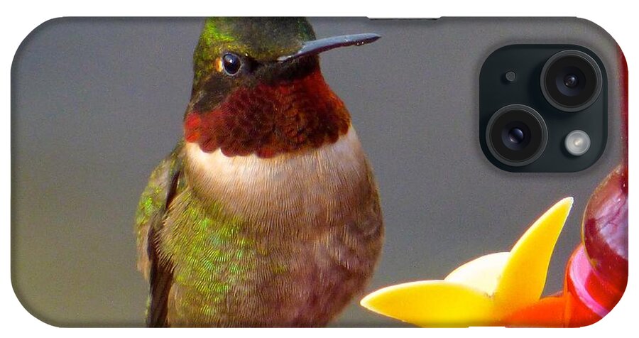 Hummingbird iPhone Case featuring the photograph First Hummer of 2015 by Jean Wright