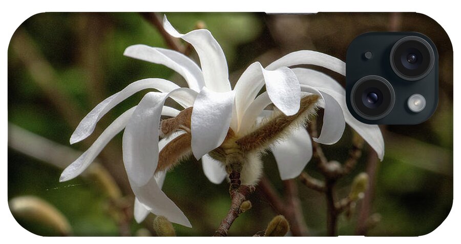 Magnolia iPhone Case featuring the photograph First Magnolia by Jeff Townsend