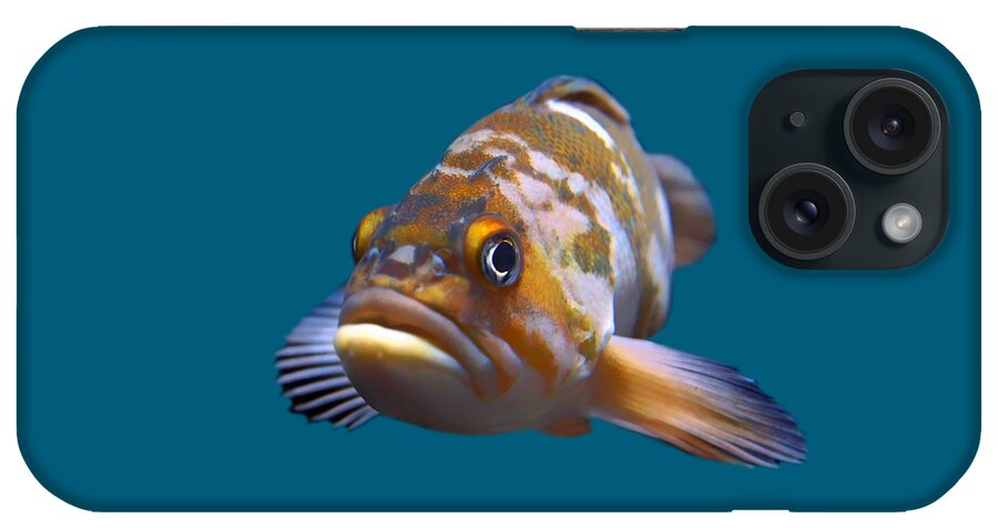 Fish iPhone Case featuring the photograph Fish - Transparent by Nikolyn McDonald