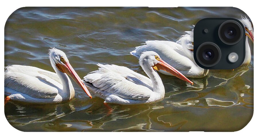 American White Pelican iPhone Case featuring the photograph Fishing Line by Dawn Currie