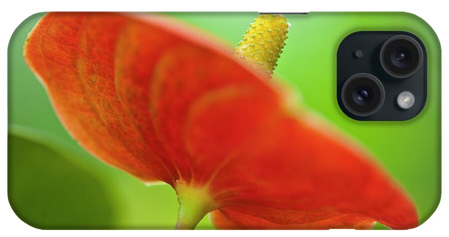 Anthurie iPhone Case featuring the photograph Flamingo Flower 2 by Heiko Koehrer-Wagner