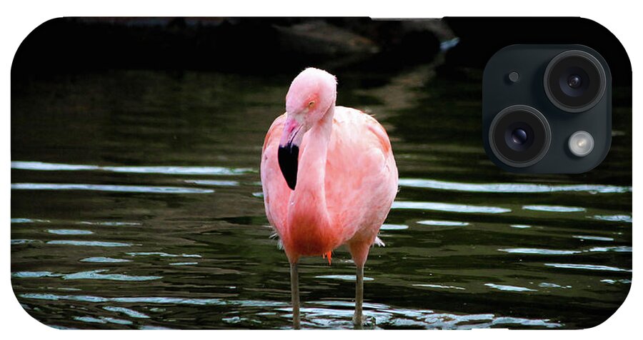 Flamingo iPhone Case featuring the photograph Flamingo in Water by Veronica Batterson