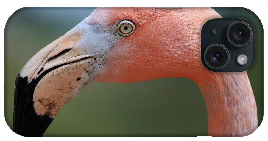 Flamingo iPhone Case featuring the photograph Flamingo Protrait by Marty Fancy
