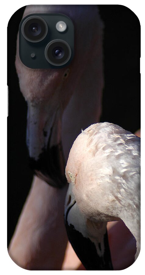 Pair iPhone 15 Case featuring the photograph Flamingo Study - 1 by DArcy Evans