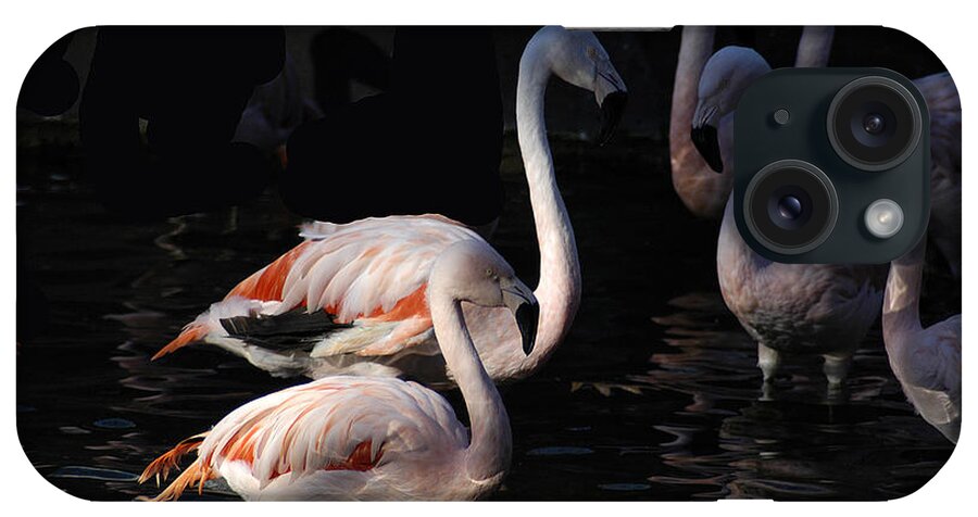 Flamingo iPhone Case featuring the photograph Flamingo Study - 2 by DArcy Evans
