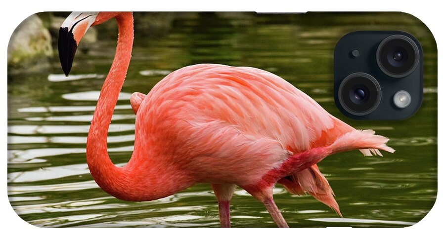 Flamingo iPhone Case featuring the photograph Flamingo Wades by Nicole Lloyd