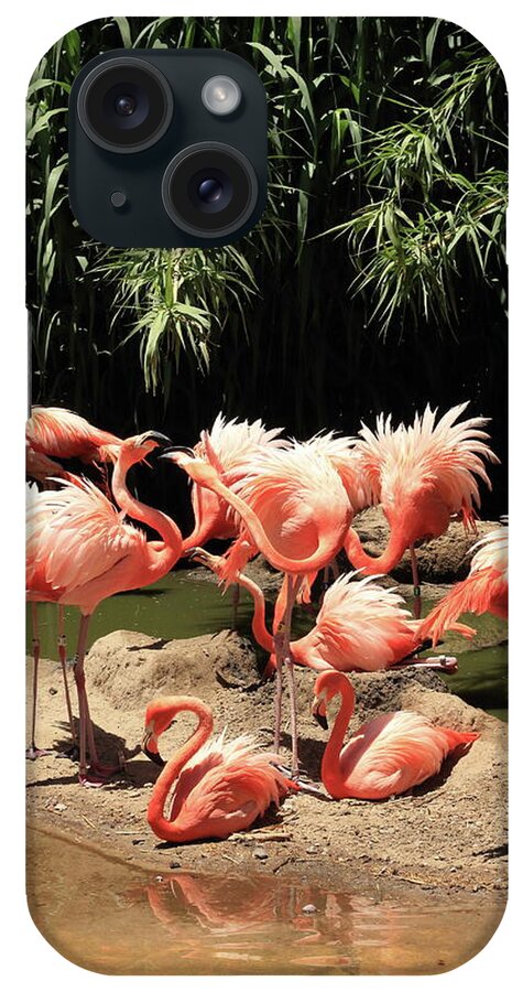 Flamingo iPhone Case featuring the photograph Flamingos by David Diaz