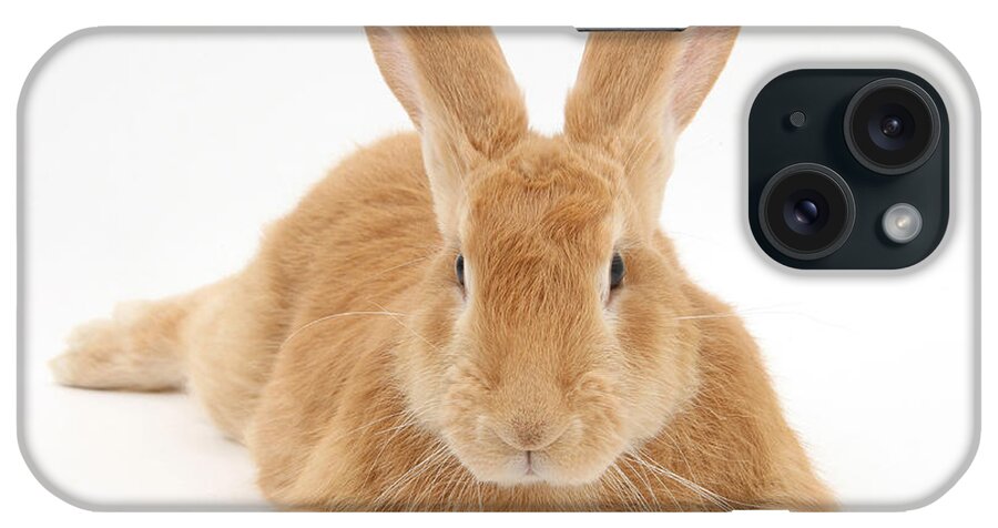 Animal iPhone Case featuring the photograph Flemish Giant Rabbit by Mark Taylor