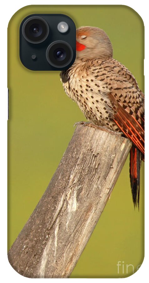 Natural iPhone Case featuring the photograph Flicker Asleep On Perch by Max Allen