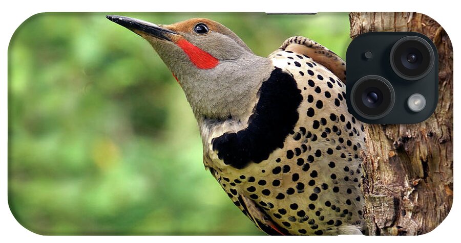 Northern Flicker iPhone Case featuring the photograph Flicker by Inge Riis McDonald
