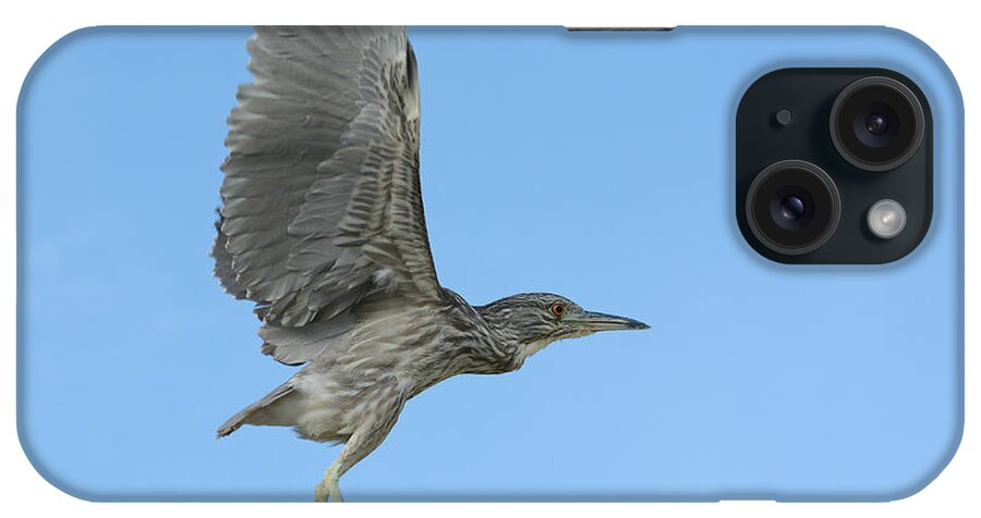 Juvenile Black Crowned Night Heron iPhone Case featuring the photograph Flight of the Night Heron by Fraida Gutovich