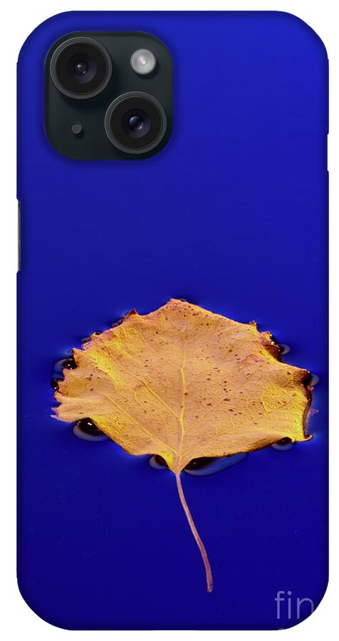 Floating iPhone Case featuring the photograph Floating Leaf 3 - Birch by Dean Birinyi