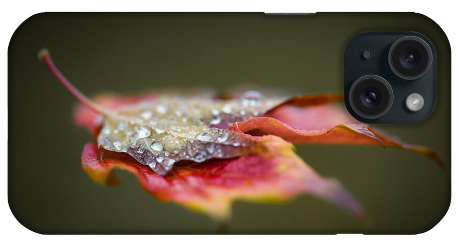Autumn iPhone Case featuring the photograph Floating leaf by Jakub Sisak