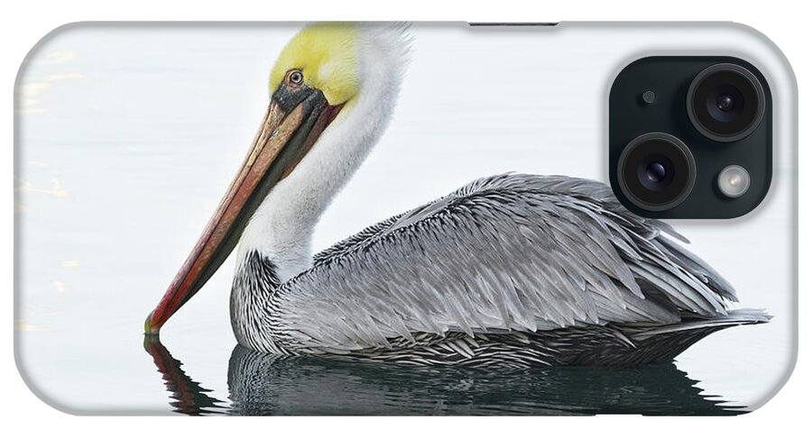Animal iPhone Case featuring the photograph Floating Pelican by Alice Cahill