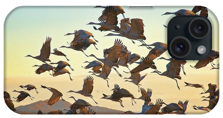 Nature iPhone Case featuring the photograph Liftoff, Sandhill Cranes by Zayne Diamond