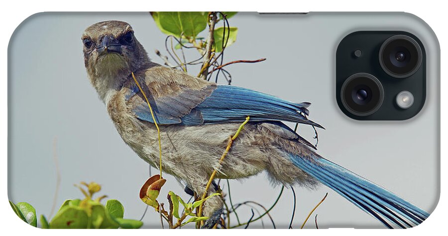 Bird iPhone Case featuring the photograph Florida Juvie Scrub Jay by Larry Nieland