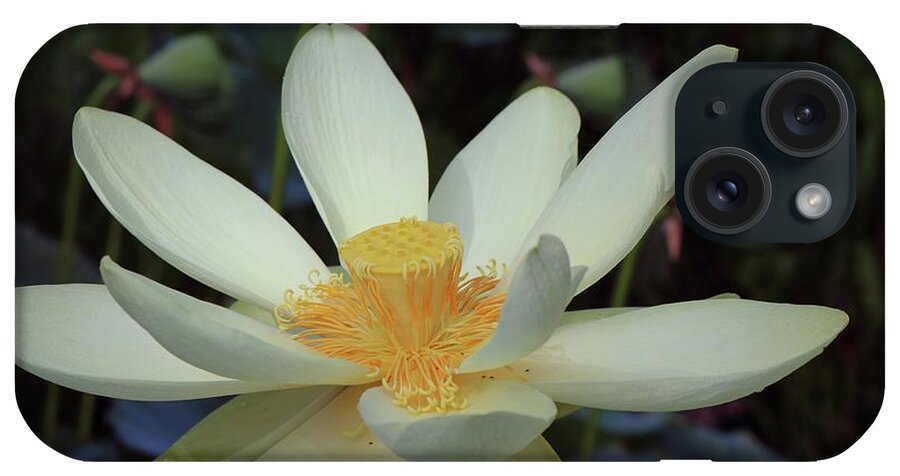 Photo For Sale iPhone Case featuring the photograph Florida Lotus by Robert Wilder Jr