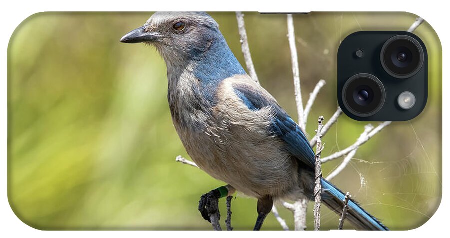 Nature iPhone Case featuring the photograph Florida Scrub Jay by Arthur Dodd