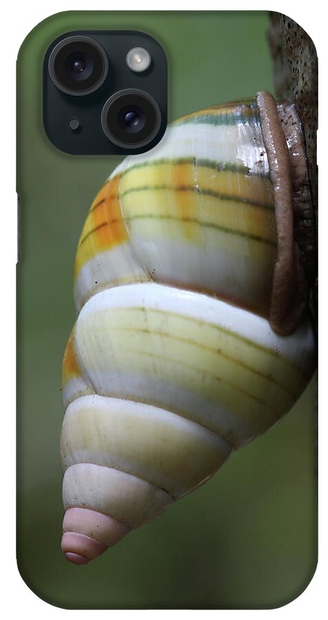Florida iPhone Case featuring the photograph Florida Tree Snail by Paul Rebmann
