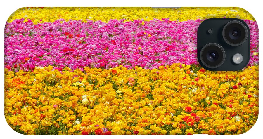 Flower iPhone Case featuring the photograph Flower Fields Carlsbad CA Giant Ranunculus by Alexandra Till