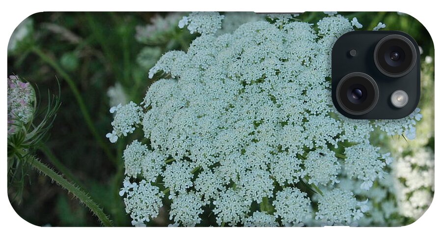 White Flowers iPhone Case featuring the photograph Flower Umbel by Ee Photography