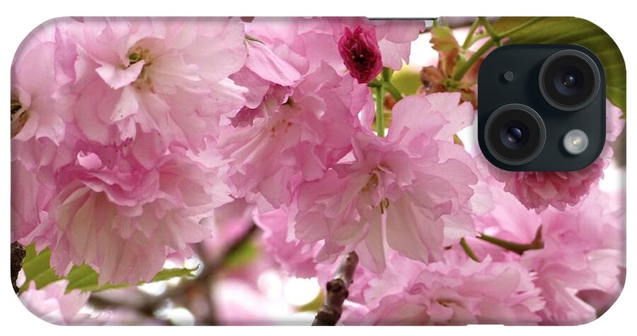 Flowering Almond iPhone Case featuring the photograph Flowering Almond by Jean Wright