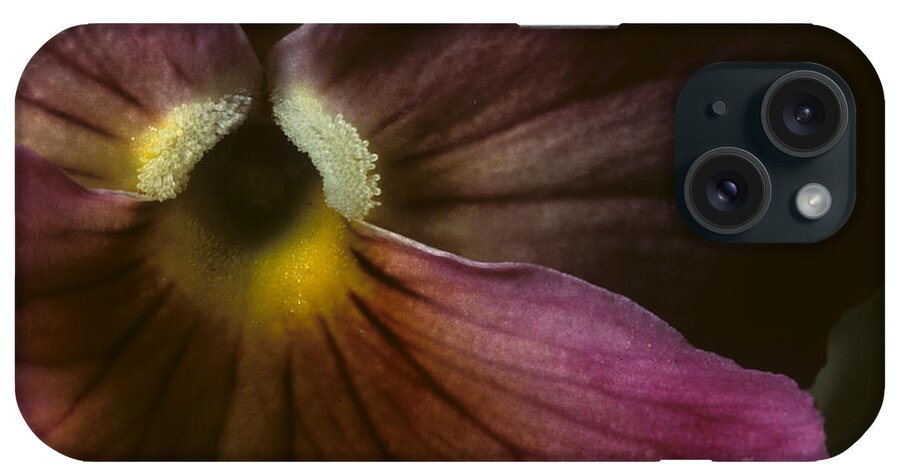 Pansy iPhone Case featuring the photograph Flowerscape Pansy One by Laura Davis