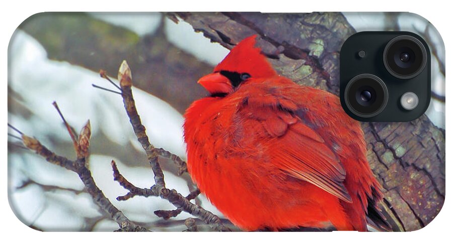 Cardinal iPhone Case featuring the photograph Fluffed Up Male Cardinal by Kerri Farley