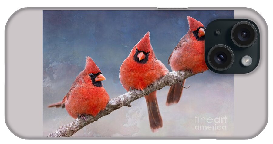 Northern Cardinals iPhone Case featuring the photograph Fluffy Cardinal Trio by Bonnie Barry