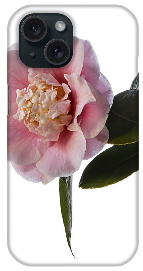 Flower iPhone Case featuring the photograph Fluffy Pink Camellia by Endre Balogh