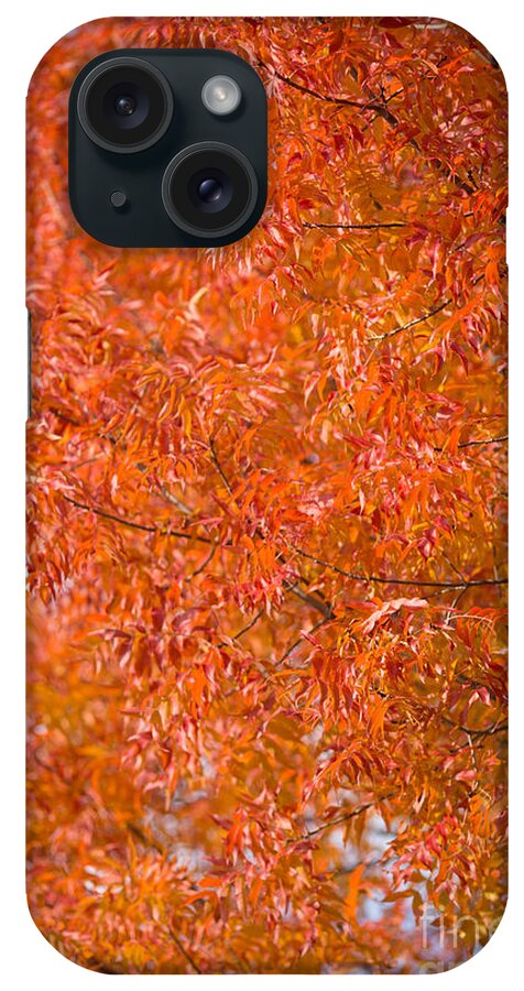 Fall iPhone Case featuring the photograph Flustered Forrest by Digiblocks Photography