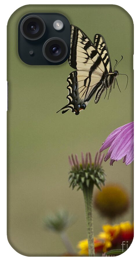 Butterfly iPhone Case featuring the photograph Flying Butter by Douglas Kikendall