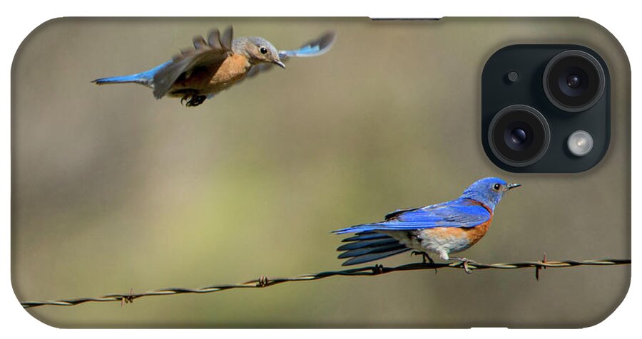 Western Bluebirds iPhone Case featuring the photograph Flying to you by Michael Dawson