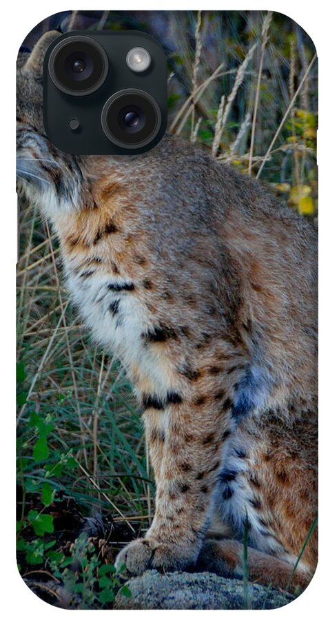 Bobcat iPhone Case featuring the photograph Focused On the Hunt 2 by Tranquil Light Photography