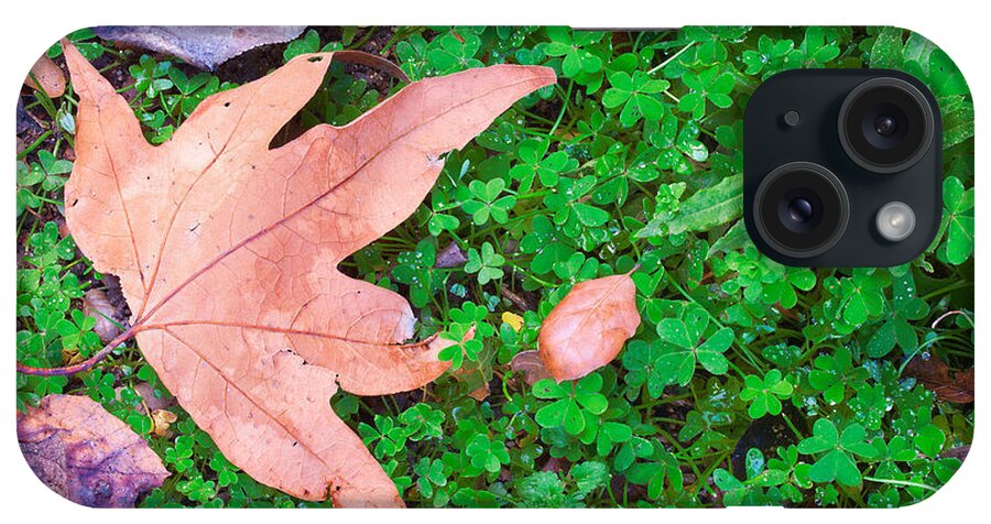 Forest Floor iPhone Case featuring the photograph Forest Floor by Ram Vasudev