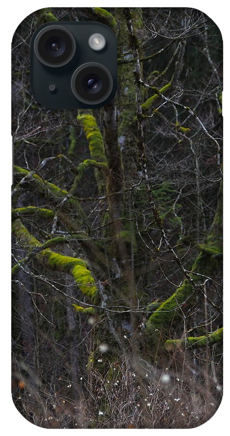Tree iPhone Case featuring the photograph Forest Magic by Jessica Myscofski