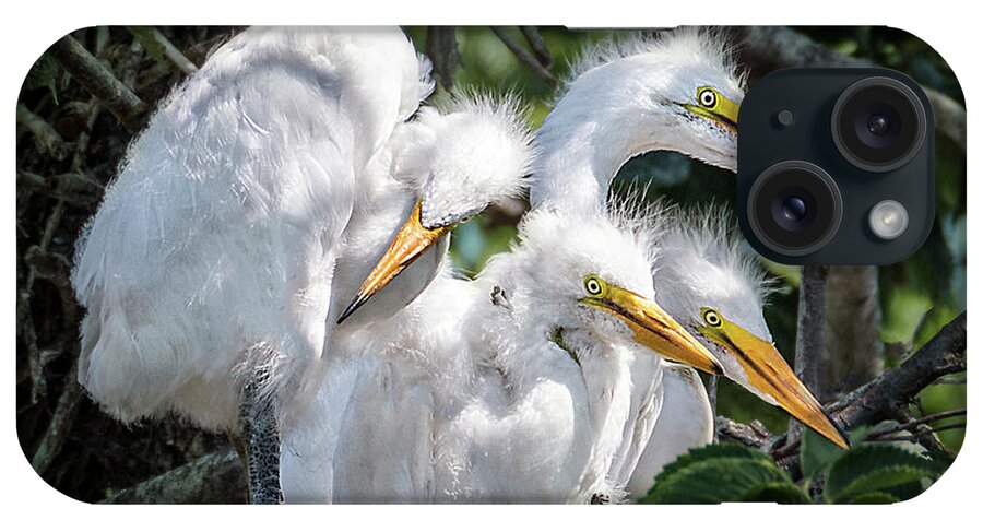 Birds iPhone Case featuring the photograph Four Egret Chicks in Nest by Patti Deters