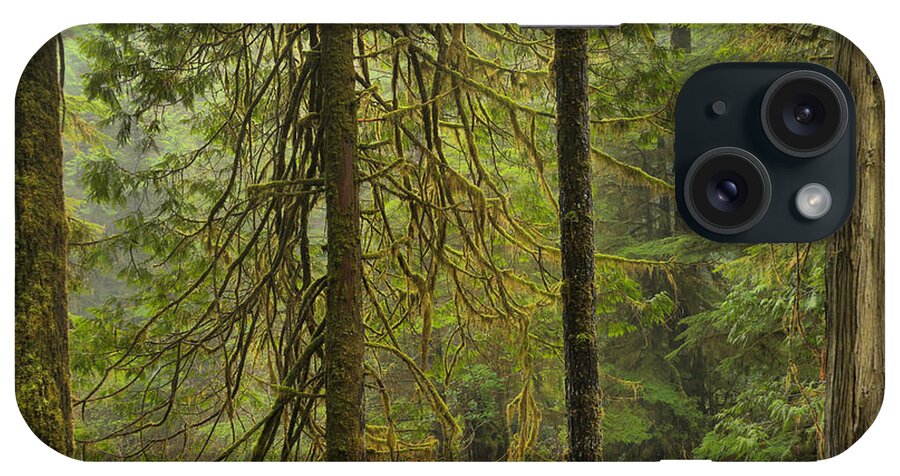 Rainforest iPhone Case featuring the photograph Four Trunks by Adam Jewell