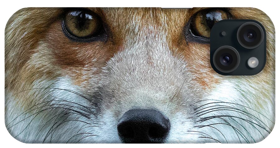 Red Fox iPhone Case featuring the photograph Fox Eyes by Mindy Musick King