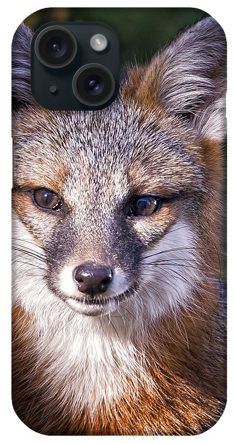 Fox iPhone Case featuring the photograph Fox Gaze by Alan Raasch