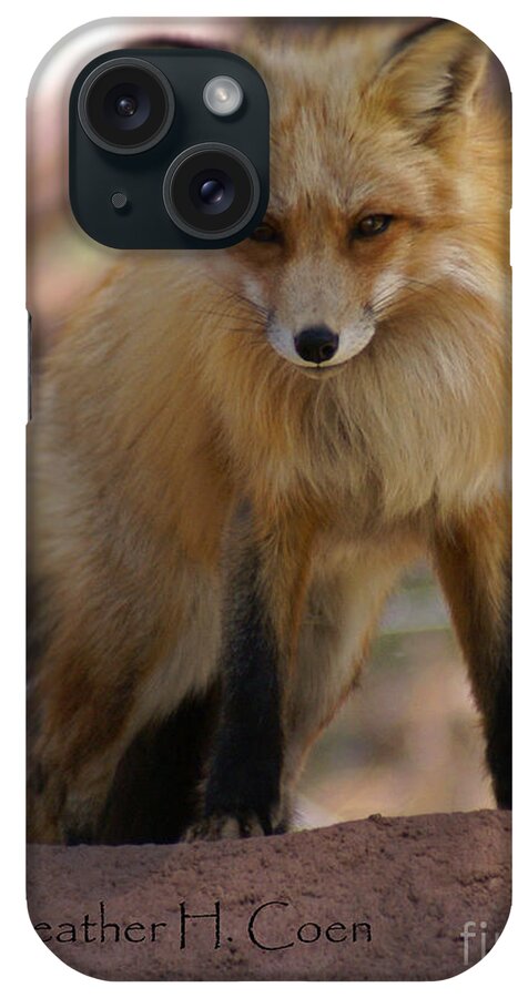 Fox iPhone Case featuring the photograph Fox by Heather Coen