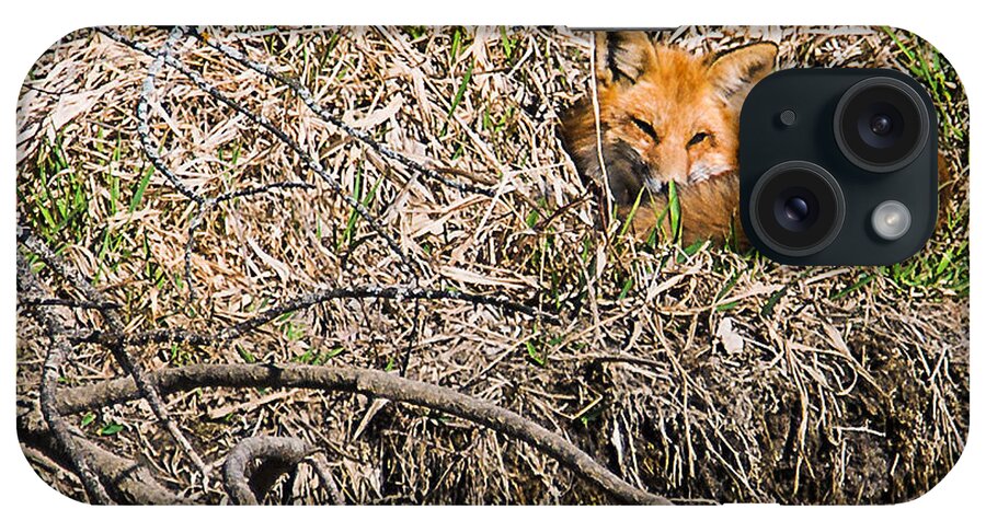 Heron Heaven iPhone Case featuring the photograph Fox Napping by Ed Peterson