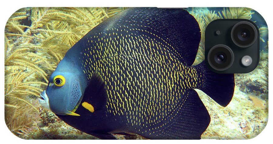 Underwater iPhone Case featuring the photograph French Angelfish 1 by Daryl Duda
