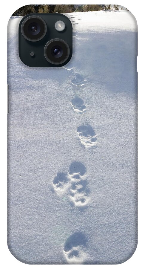 Wolf iPhone Case featuring the photograph Fresh Wolf Tracks in Yellowstone by Mark Miller