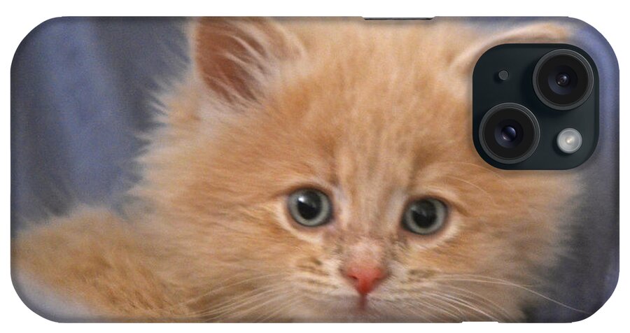 Kitten iPhone Case featuring the photograph Freya #3 by Cindy Schneider