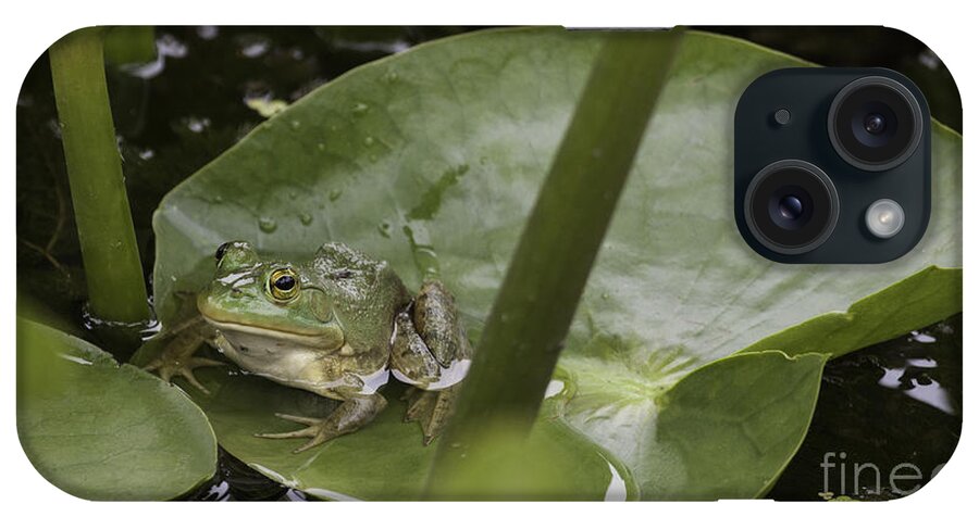 Frog iPhone Case featuring the photograph Frog on a Lily Pad by Jeannette Hunt