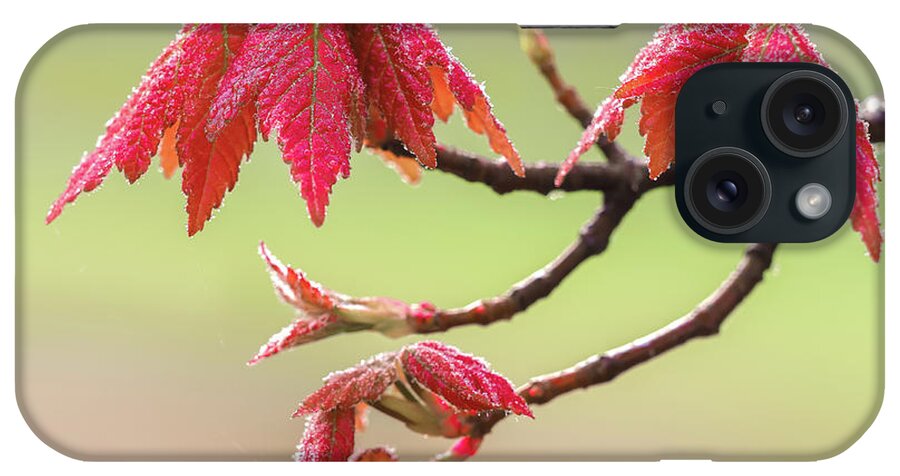 Fall iPhone Case featuring the photograph Frosty Maple Leaves by Steve Zimic