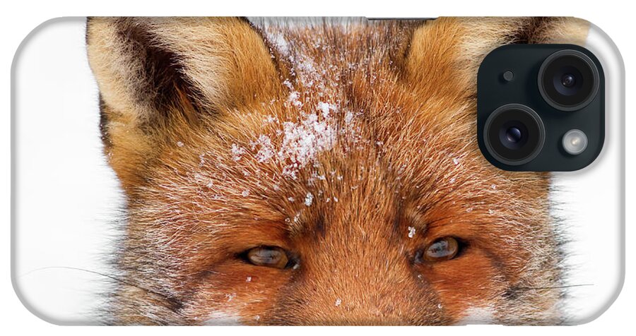 Fox iPhone Case featuring the photograph Frozen Fox by Roeselien Raimond